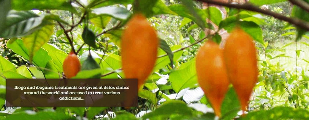 Harambe Ibogaine Detox Retreat Center Fruit on Tree