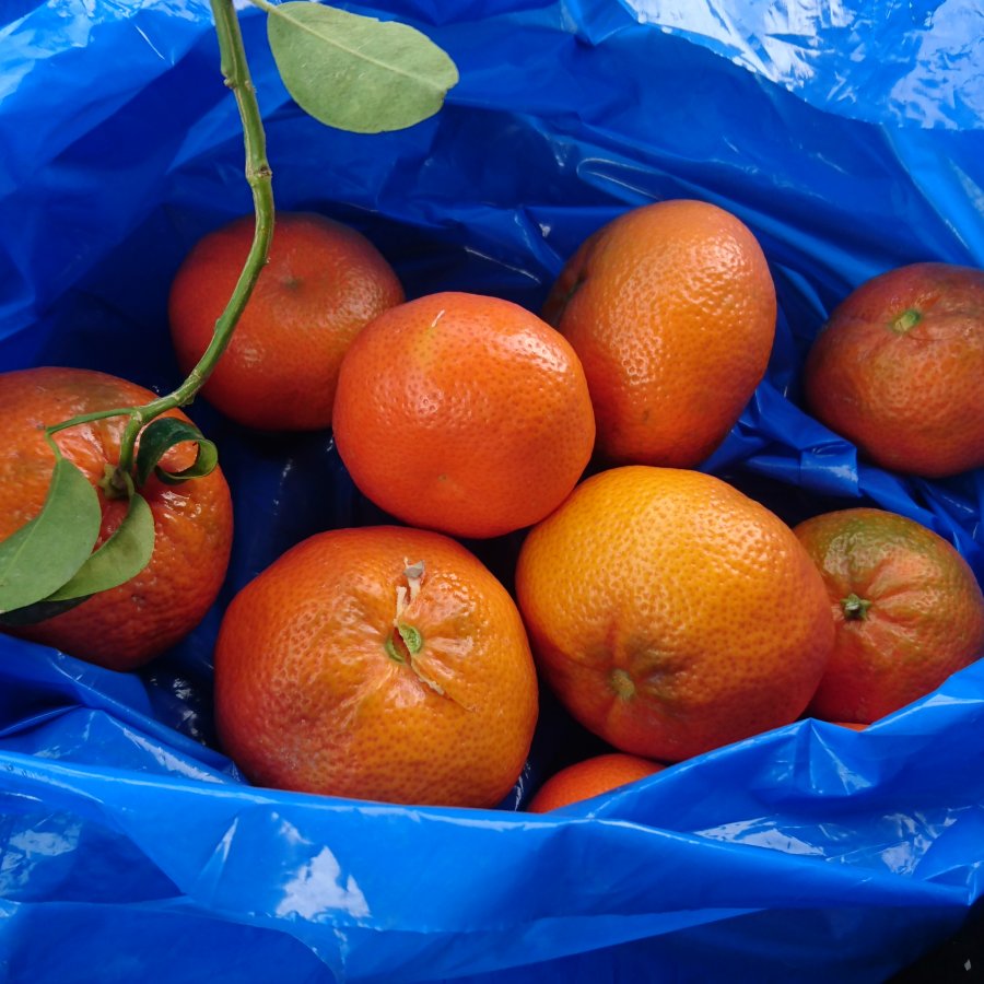 Harambe Garden Oranges