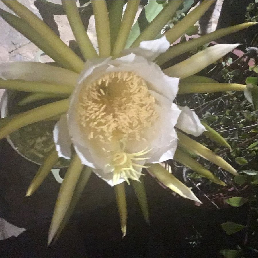 Night Flowering Dragon Fruit